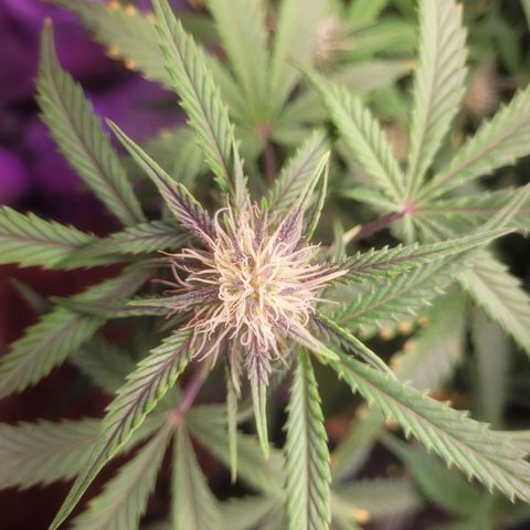 Sour diesel auto 2 growlog timeline photo