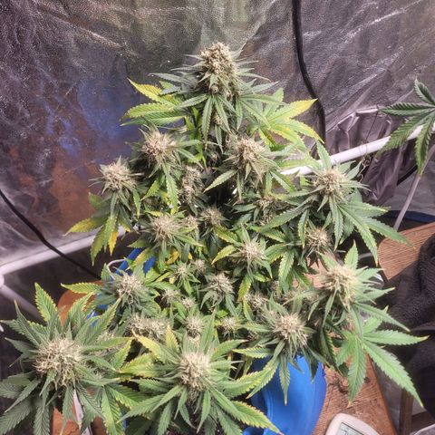 Sour deisel auto 1 growlog timeline photo