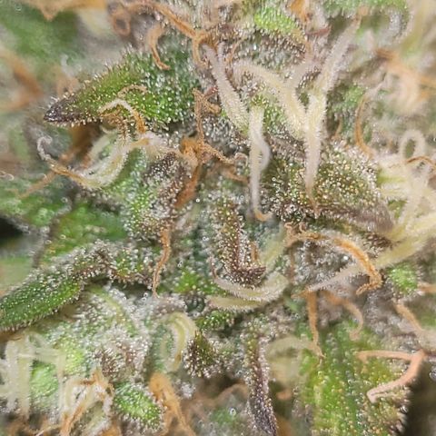 Sour deisel auto 1 growlog timeline photo