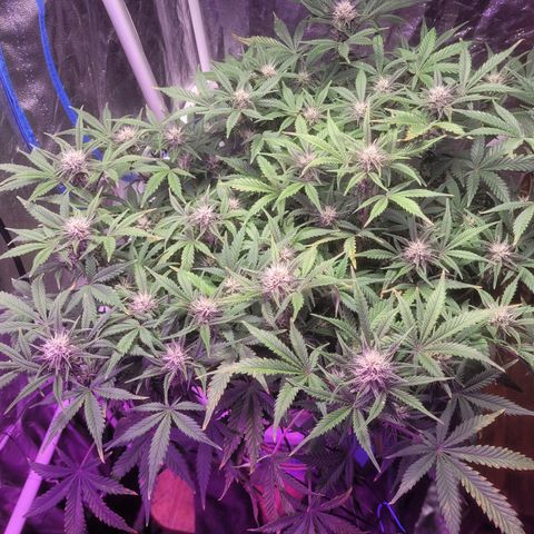 Sour diesel auto 2 growlog timeline photo