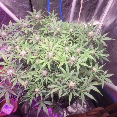 Sour diesel auto 2 growlog timeline photo