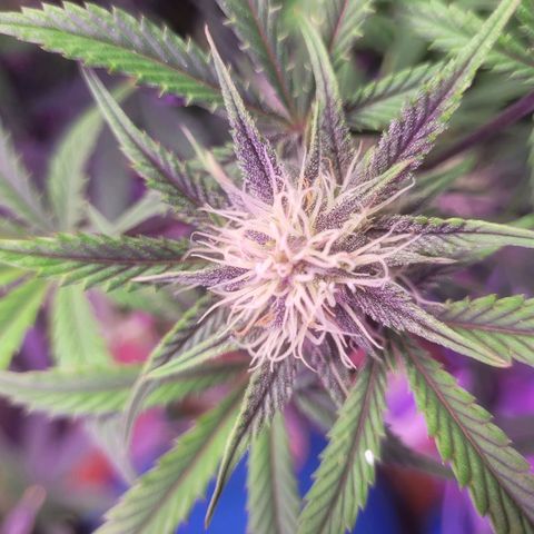Sour diesel auto 2 growlog timeline photo