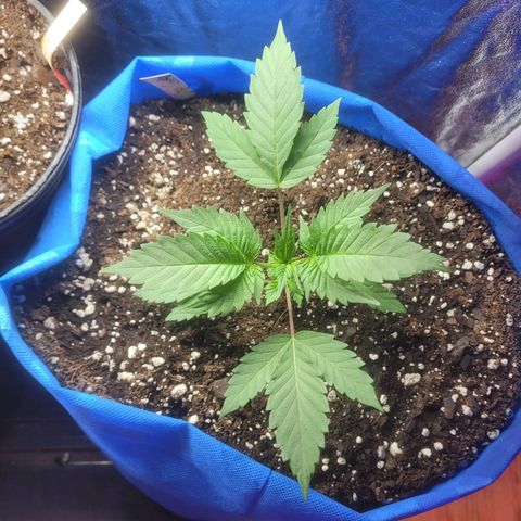 Dosi cookie  growlog timeline photo
