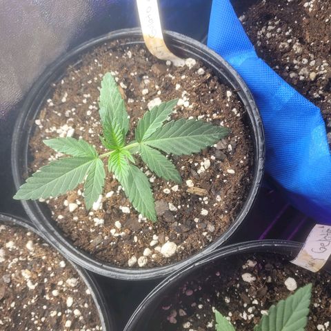 Cherry gelato 3  growlog timeline photo