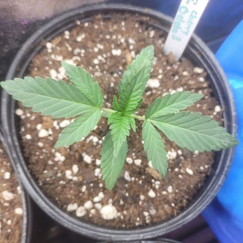 Cherry gelato 3  growlog timeline photo
