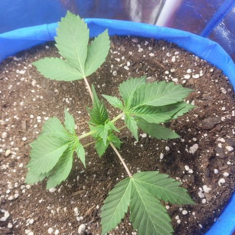 Dosi cookie  growlog timeline photo
