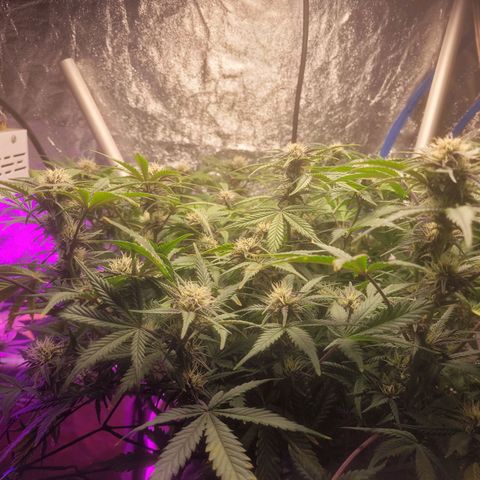 Sour diesel auto 2 growlog timeline photo