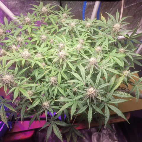 Sour diesel auto 2 growlog timeline photo