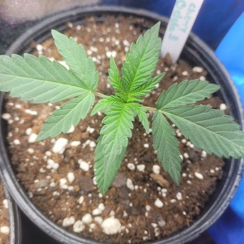 Cherry gelato 3  growlog timeline photo
