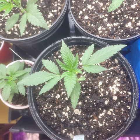 Cherry gelato 3  growlog timeline photo