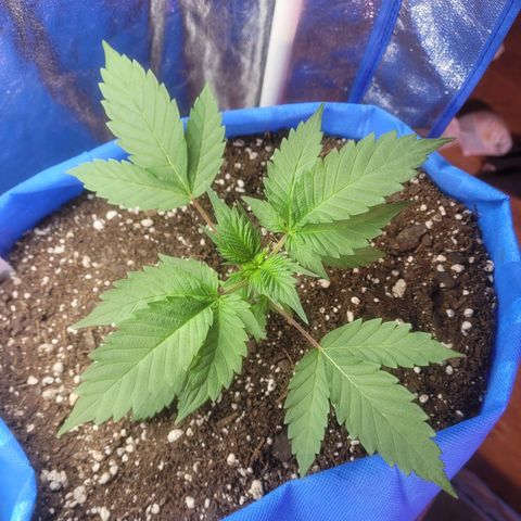 Dosi cookie  growlog timeline photo