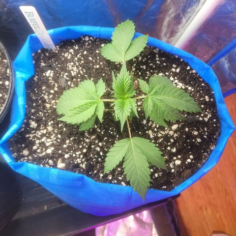 Dosi cookie  growlog timeline photo