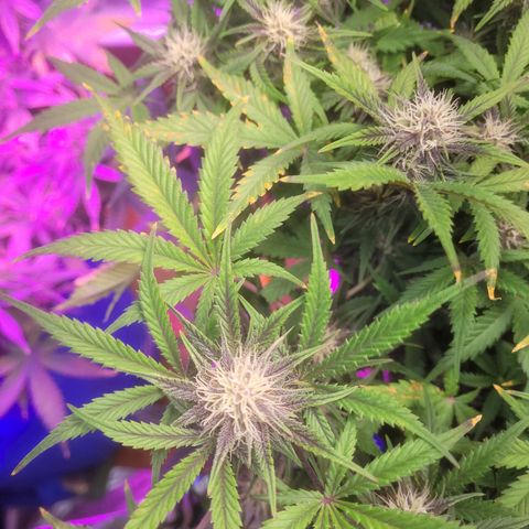 Sour diesel auto 2 growlog timeline photo