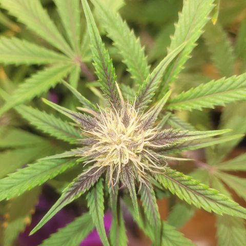 Sour diesel auto 2 growlog timeline photo