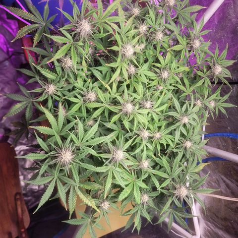 Sour diesel auto 2 growlog timeline photo