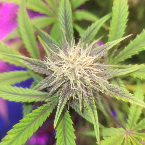 Sour diesel auto 2 growlog timeline photo
