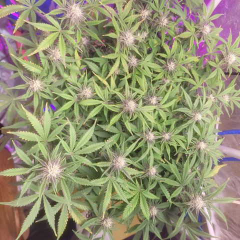 Sour diesel auto 2 growlog timeline photo