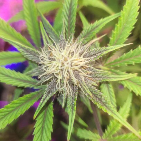 Sour diesel auto 2 growlog timeline photo