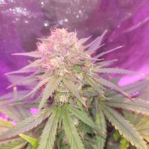 Sour deisel auto 1 growlog timeline photo