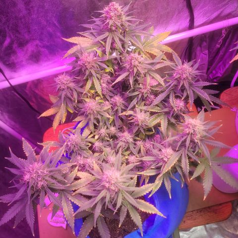 Sour deisel auto 1 growlog timeline photo