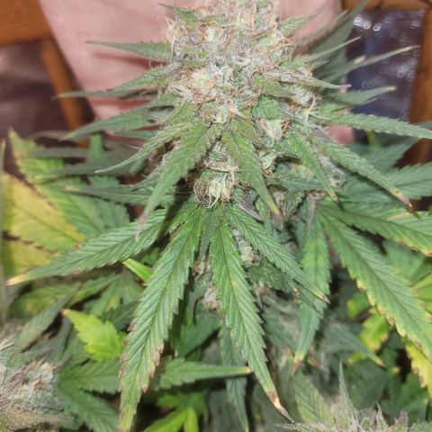 Sour deisel auto 1 growlog timeline photo