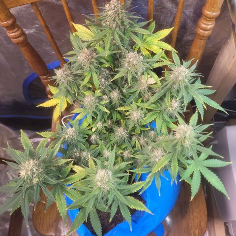 Sour deisel auto 1 growlog timeline photo