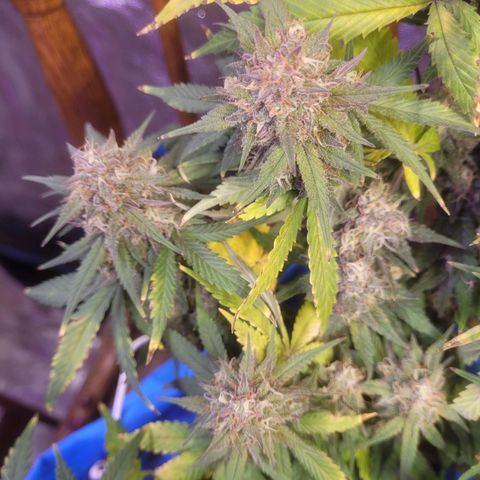 Sour deisel auto 1 growlog timeline photo