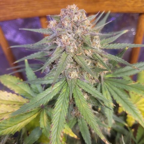 Sour deisel auto 1 growlog timeline photo