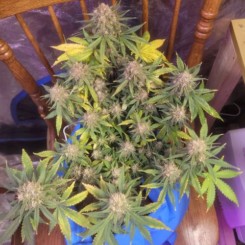 Sour deisel auto 1 growlog timeline photo