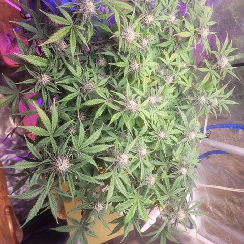 Sour diesel auto 2 growlog timeline photo