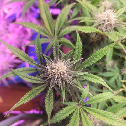 Sour diesel auto 2 growlog timeline photo