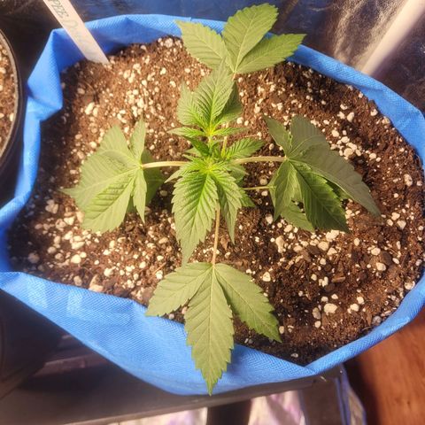 Dosi cookie  growlog timeline photo