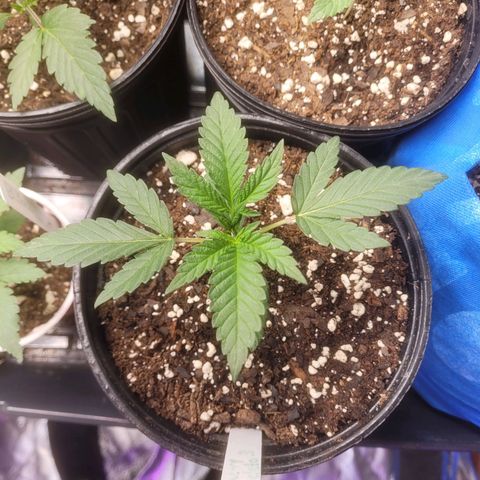 Cherry gelato 3  growlog timeline photo