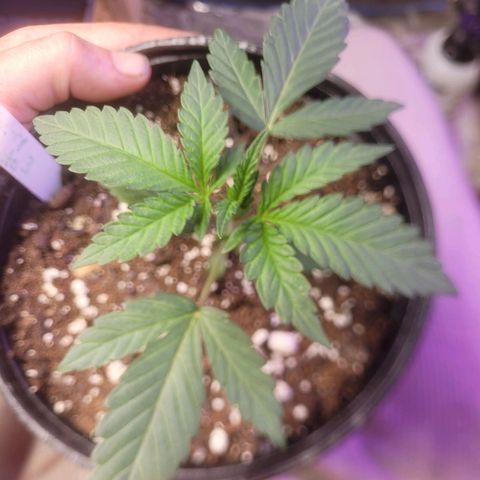 Cherry gelato 3  growlog timeline photo