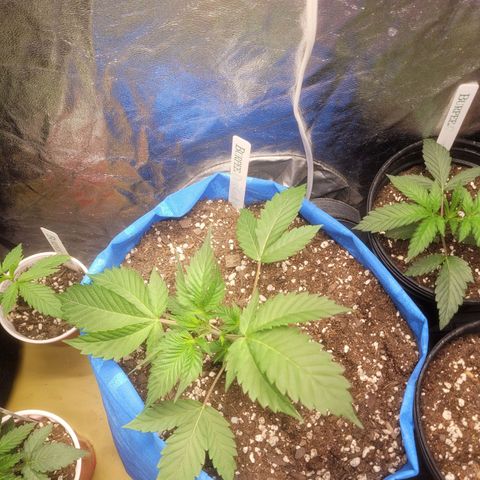 Dosi cookie  growlog timeline photo