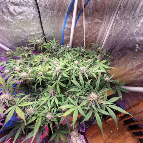Sour diesel auto 2 growlog timeline photo
