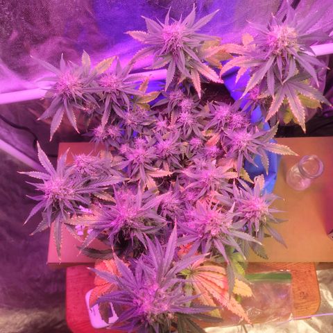 Sour deisel auto 1 growlog timeline photo