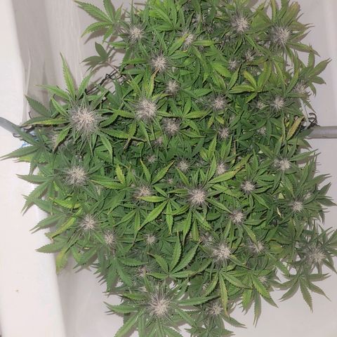 Sour diesel auto 2 growlog timeline photo