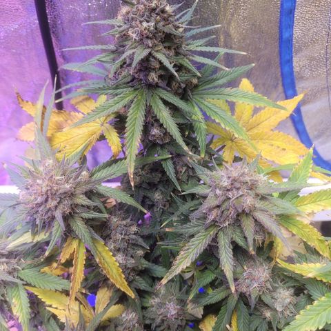 Sour deisel auto 1 growlog timeline photo