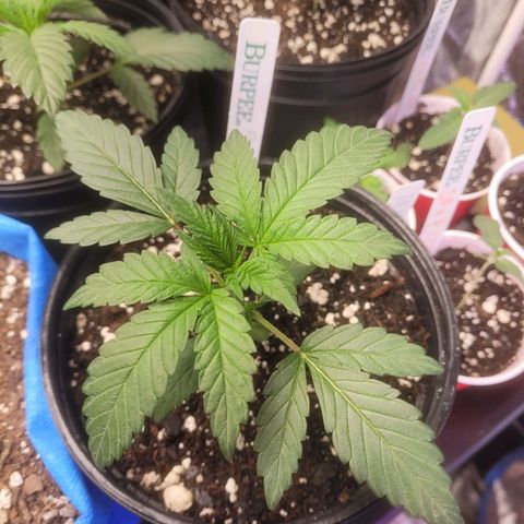 Cherry gelato 3  growlog timeline photo