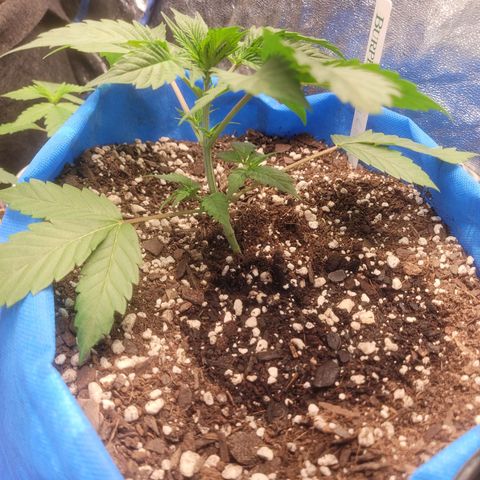 Dosi cookie  growlog timeline photo
