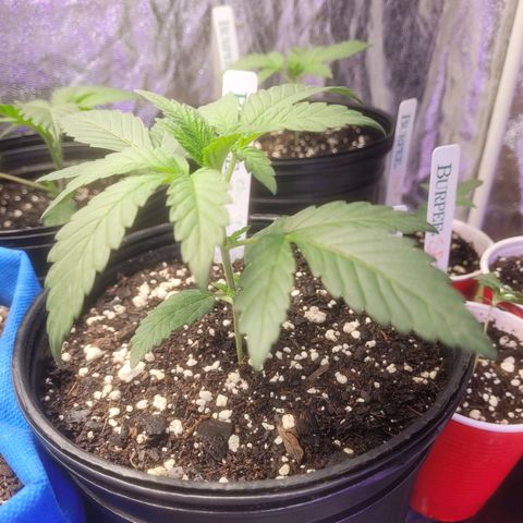 Cherry gelato 3  growlog timeline photo