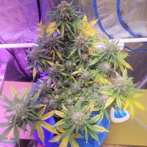 Sour deisel auto 1 growlog timeline photo