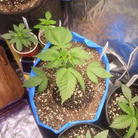 Dosi cookie  growlog timeline photo