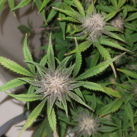 Sour diesel auto 2 growlog timeline photo
