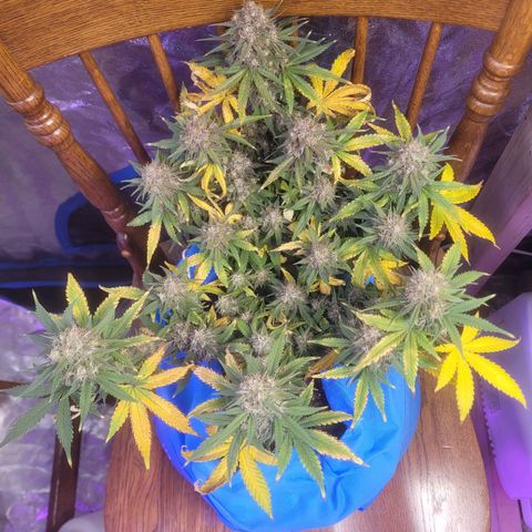 Sour deisel auto 1 growlog timeline photo