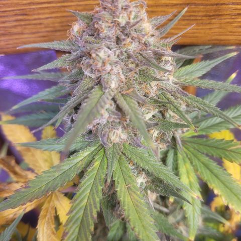 Sour deisel auto 1 growlog timeline photo