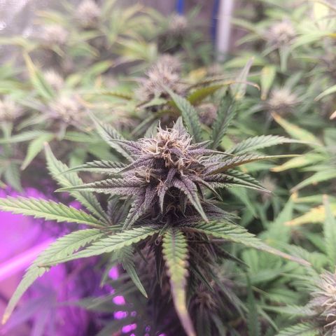 Sour diesel auto 2 growlog timeline photo