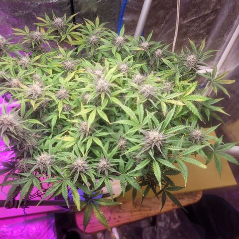 Sour diesel auto 2 growlog timeline photo