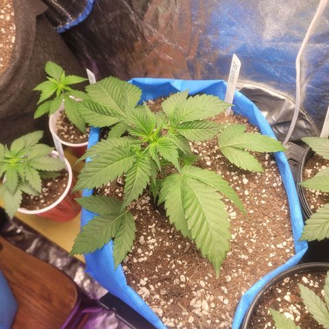 Dosi cookie  growlog timeline photo